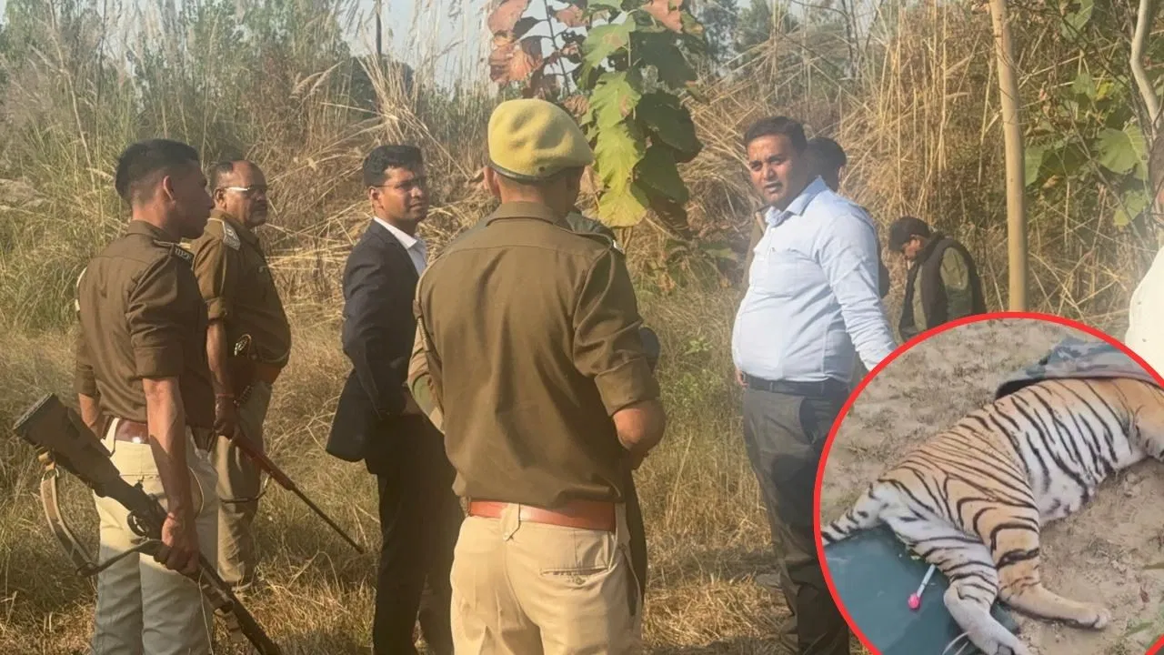 15 दिन से बिजनौर के आबादी वाले इलाके में घूम रही थी बाघिन, वन विभाग ने ऐसे किया रेस्क्यू 15 दिन से बिजनौर के आबादी वाले इलाके में घूम रही थी बाघिन, वन विभाग ने ऐसे किया रेस्क्यू