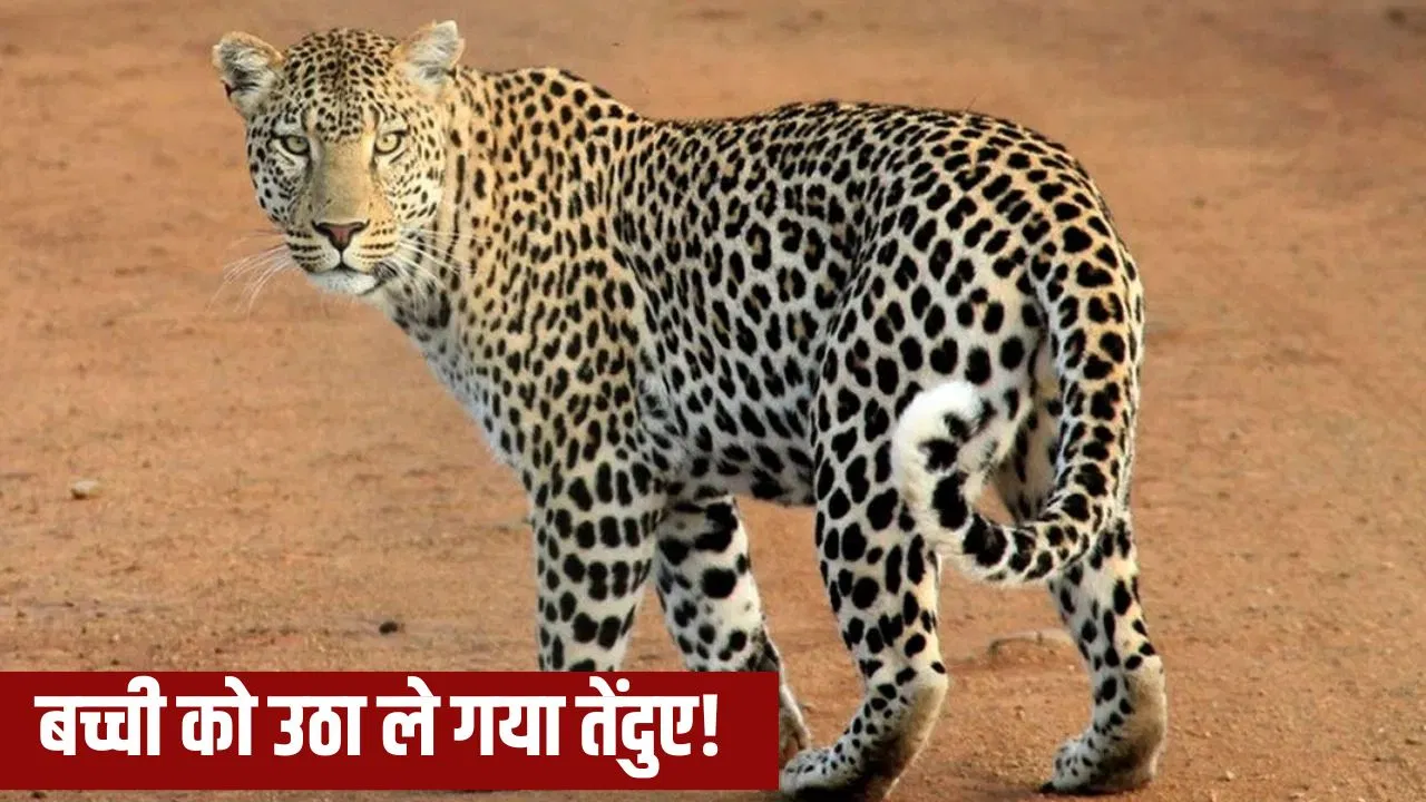 Ahilyanagar News: अहिल्यानगर में तेंदुए का आतंक, घर के आंगन में खेल रही बच्ची को उठा ले गया; 10 दिन में तीसरा शिकार Ahilyanagar News: अहिल्यानगर में तेंदुए का आतंक, घर के आंगन में खेल रही बच्ची को उठा ले गया; 10 दिन में तीसरा शिकार