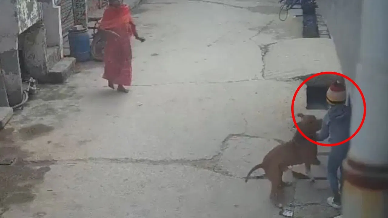 Delhi Pitbull Attack: दिल्ली में 6 साल के बच्चे पर पिटबुल ने किया हमला, काट खाया कान, मासूम को सफदरजंग अस्पताल किया रेफर Delhi Pitbull Attack: दिल्ली में 6 साल के बच्चे पर पिटबुल ने किया हमला, काट खाया कान, मासूम को सफदरजंग अस्पताल किया रेफर