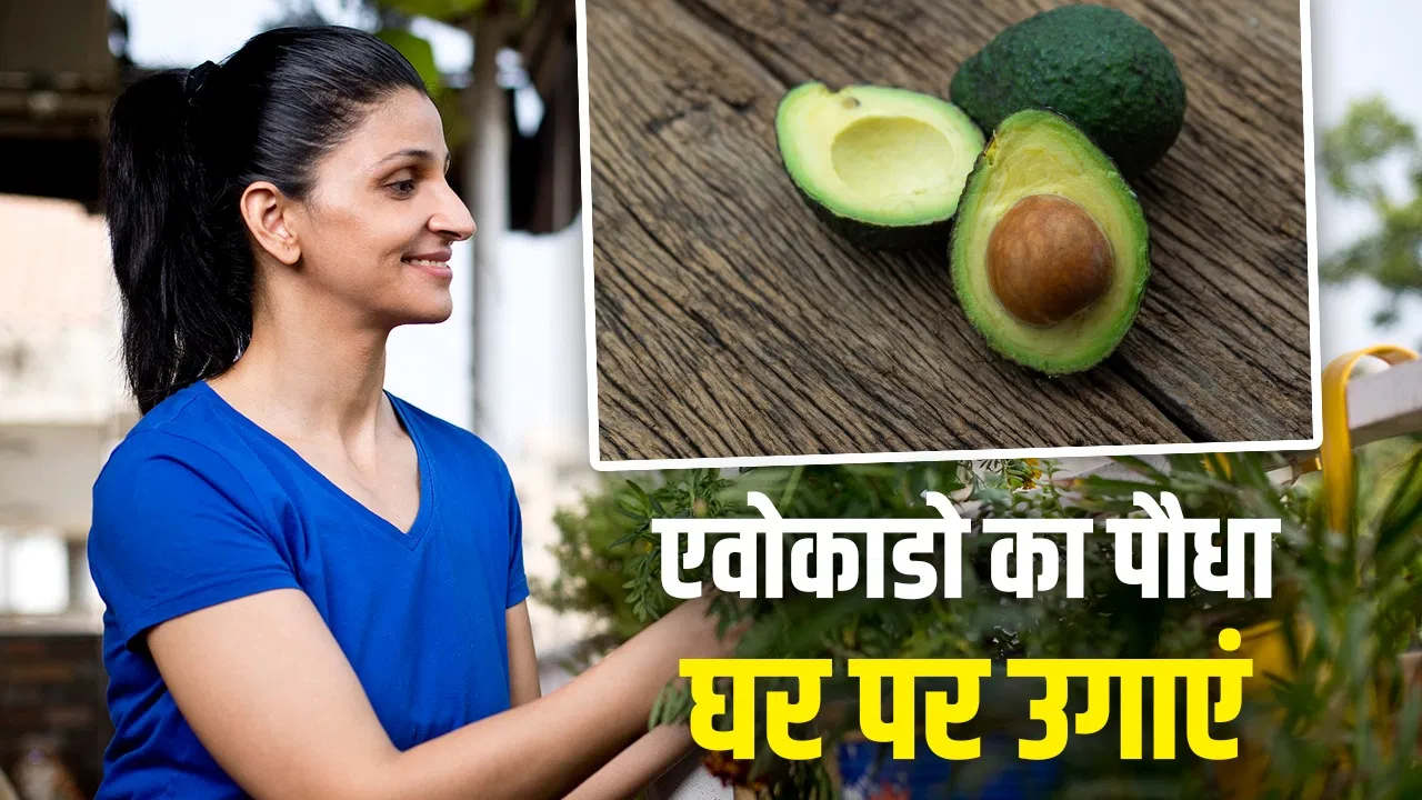 Grow Avocado at home: 70 रुपये का एक पीस, महंगे एवोकाडो को घर पर उगाना है आसान, मिट्टी-पानी ऐसा रखें Grow Avocado at home: 70 रुपये का एक पीस, महंगे एवोकाडो को घर पर उगाना है आसान, मिट्टी-पानी ऐसा रखें