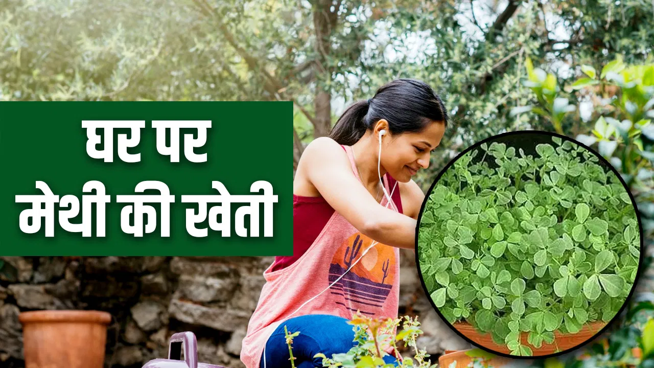 How to Grow Methi at Home: सर्दियों की सब्जी मेथी उगाने का सबसे आसान तरीका, मिट्टी, पानी से जुड़ी हर डिटेल How to Grow Methi at Home: सर्दियों की सब्जी मेथी उगाने का सबसे आसान तरीका, मिट्टी, पानी से जुड़ी हर डिटेल