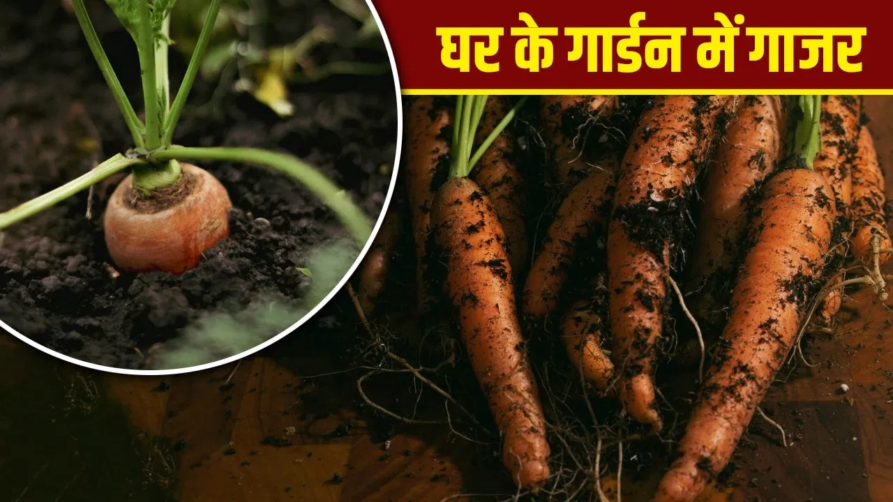 How to grow carrot at home: सर्दी में भारतीयों की फेवरेट सब्जी गाजर से भर जाएगा गार्डन, घर पर ही इसे ऐसे उगाएं How to grow carrot at home: सर्दी में भारतीयों की फेवरेट सब्जी गाजर से भर जाएगा गार्डन, घर पर ही इसे ऐसे उगाएं