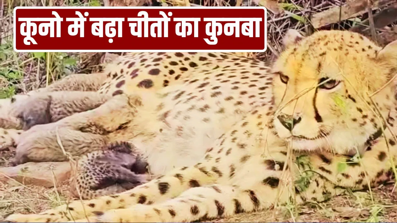 Kuno National Park: कूनो में गूंजी किलकारी, ‘मुखी’ ने 5 शावकों को दिया जन्म; बढ़ा चीतों का कुनबा Kuno National Park: कूनो में गूंजी किलकारी, 'मुखी' ने 5 शावकों को दिया जन्म; बढ़ा चीतों का कुनबा