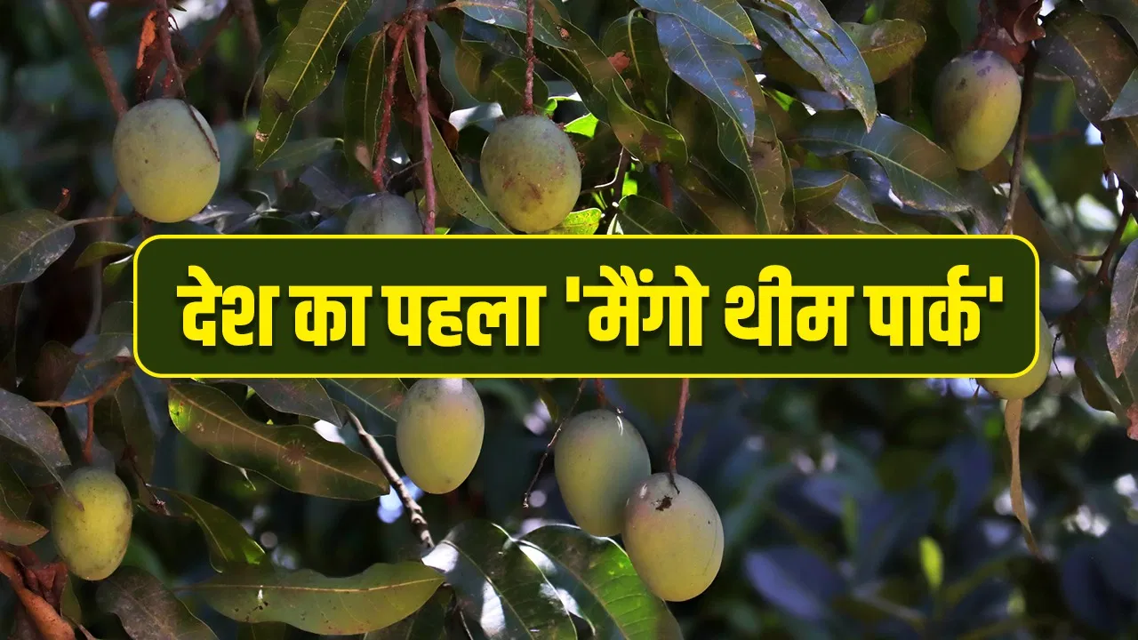 आम की 108 प्रजातियां, 2,068 पौधे और डिजिटल म्यूजियम… लखनऊ में 15 एकड़ में बन रहा ‘मैंगो पार्क’ आम की 108 प्रजातियां, 2,068 पौधे और डिजिटल म्यूजियम... लखनऊ में 15 एकड़ में बन रहा 'मैंगो पार्क'