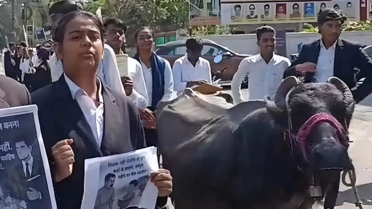 ‘काला अक्षर भैंस बराबर…’, उज्जैन की विक्रम यूनिवर्सिटी चर्चा में, छात्रों का अनोखा प्रदर्शन क्यों हो रहा वायरल? 'काला अक्षर भैंस बराबर...', उज्जैन की विक्रम यूनिवर्सिटी चर्चा में, छात्रों का अनोखा प्रदर्शन क्यों हो रहा वायरल?