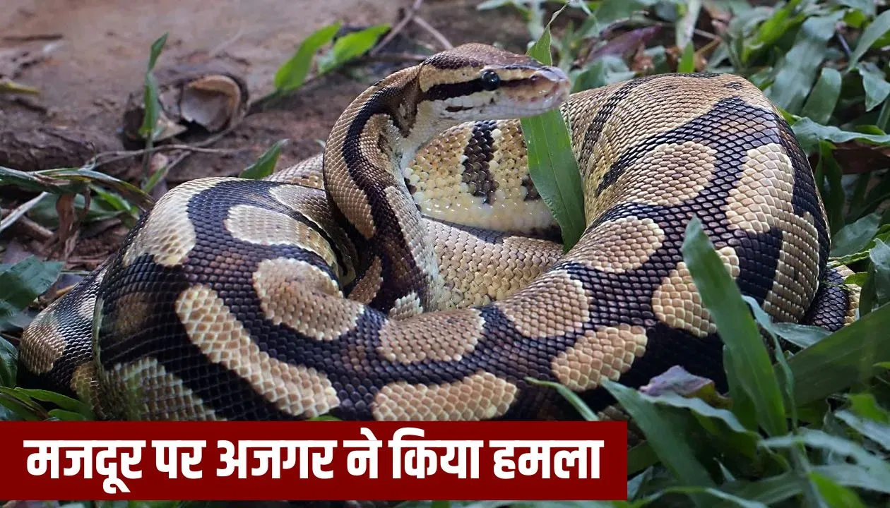 कोटा के थर्मल प्लांट में मजदूर को अजगर ने जकड़ा, साथियों ने मुश्किल से बचाई जान; क्या बोले DFO? कोटा के थर्मल प्लांट में मजदूर को अजगर ने जकड़ा, साथियों ने मुश्किल से बचाई जान; क्या बोले DFO?