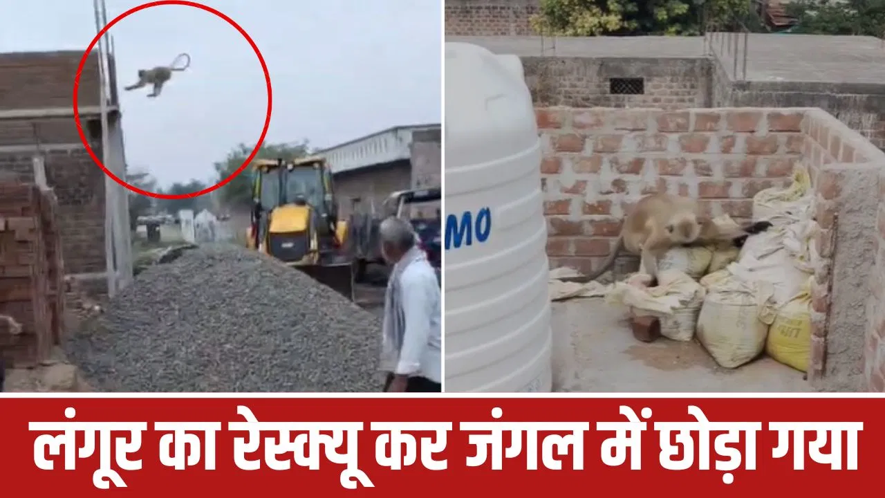 खंडवा में लंगूर का आतंक, 40 लोगों को किया घायल, दहशत में आए गांव वाले… वन विभाग ने रेस्क्यू कर जंगल में छोड़ा खंडवा में लंगूर का आतंक, 40 लोगों को किया घायल, दहशत में आए गांव वाले... वन विभाग ने रेस्क्यू कर जंगल में छोड़ा