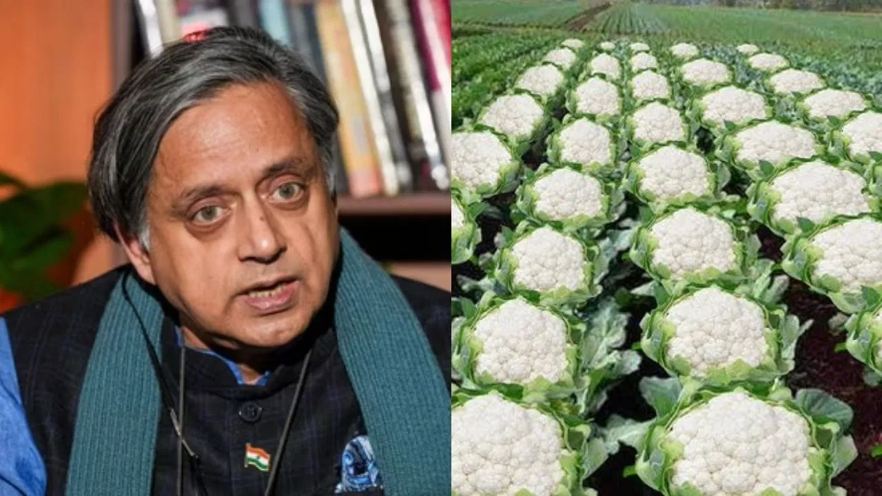 ‘गोभी की खेती’ वाले पोस्ट पर शशि थरूर ने की असम के मंत्री की निंदा, कही ये बात 'गोभी की खेती' वाले पोस्ट पर शशि थरूर ने की असम के मंत्री की निंदा, कही ये बात