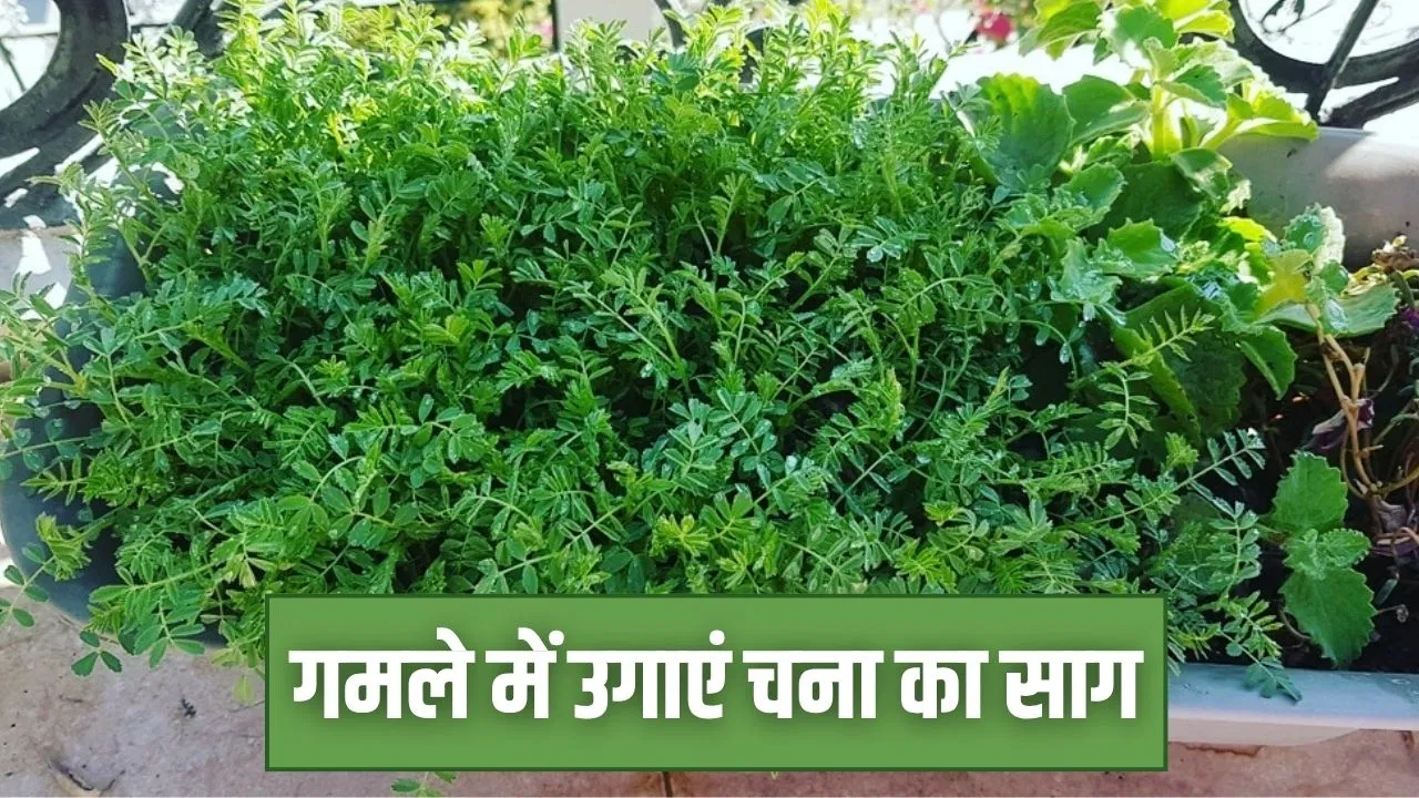 चना का साग गमले में इस तरह उगाएं…सर्दियों में करें एंजॉय, मिलेंगे ढेरों फायदे चना का साग गमले में इस तरह उगाएं...सर्दियों में करें एंजॉय, मिलेंगे ढेरों फायदे