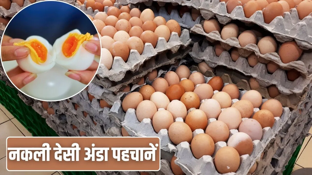 चायपत्ती, सिंदूर, कत्था…ऐसे बनते हैं नकली देसी अंडे, जान लें खरीदते वक्त कैसे करें पहचान चायपत्ती, सिंदूर, कत्था...ऐसे बनते हैं नकली देसी अंडे, जान लें खरीदते वक्त कैसे करें पहचान
