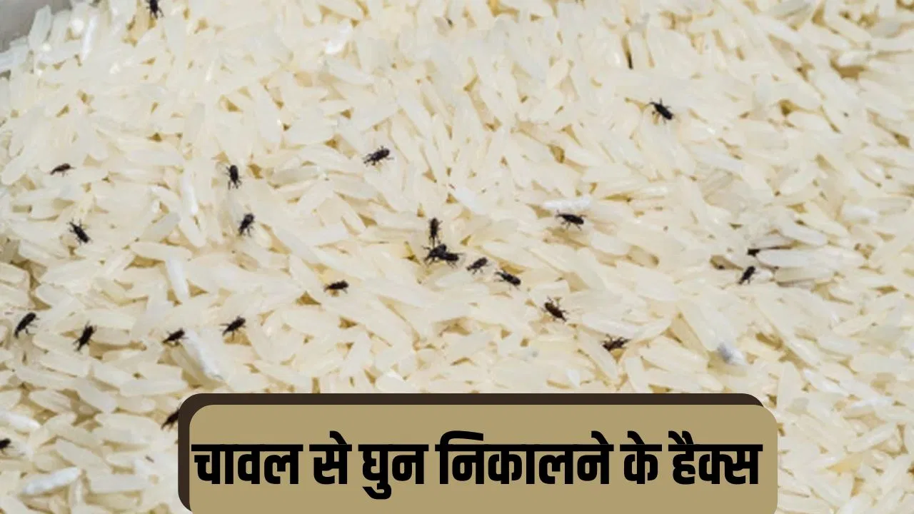 चावल में पड़ गए हैं घुन, निकालने के लिए अपनाएं ये आसान तरीके चावल में पड़ गए हैं घुन, निकालने के लिए अपनाएं ये आसान तरीके