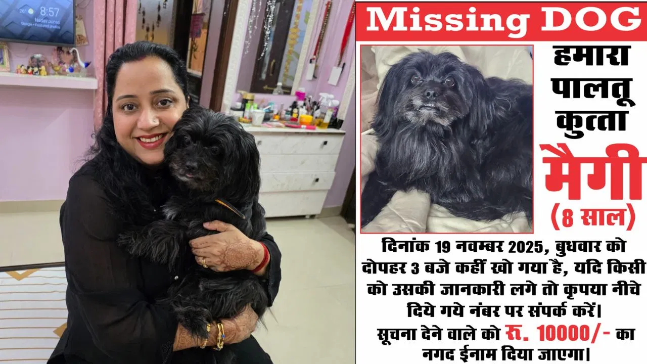 जबलपुर में ‘मैगी’ लापता, ढूंढने वाले को 10000 का इनाम; शहर भर में लगाए गए पोस्टर जबलपुर में 'मैगी' लापता, ढूंढने वाले को 10000 का इनाम; शहर भर में लगाए गए पोस्टर