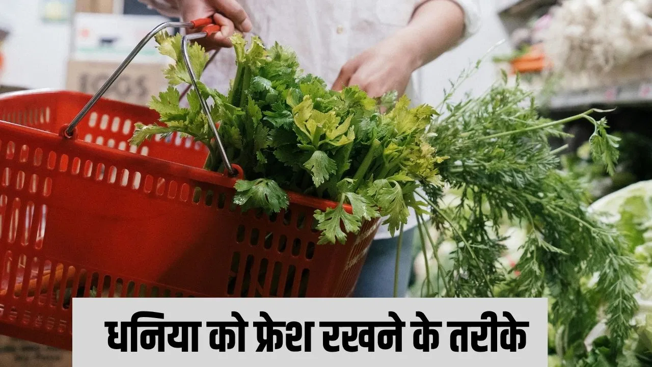 जल्दी सूख जाती हैं धनिया की पत्ती? ऐसे रखें लंबे समय तक फ्रेश जल्दी सूख जाती हैं धनिया की पत्ती? ऐसे रखें लंबे समय तक फ्रेश