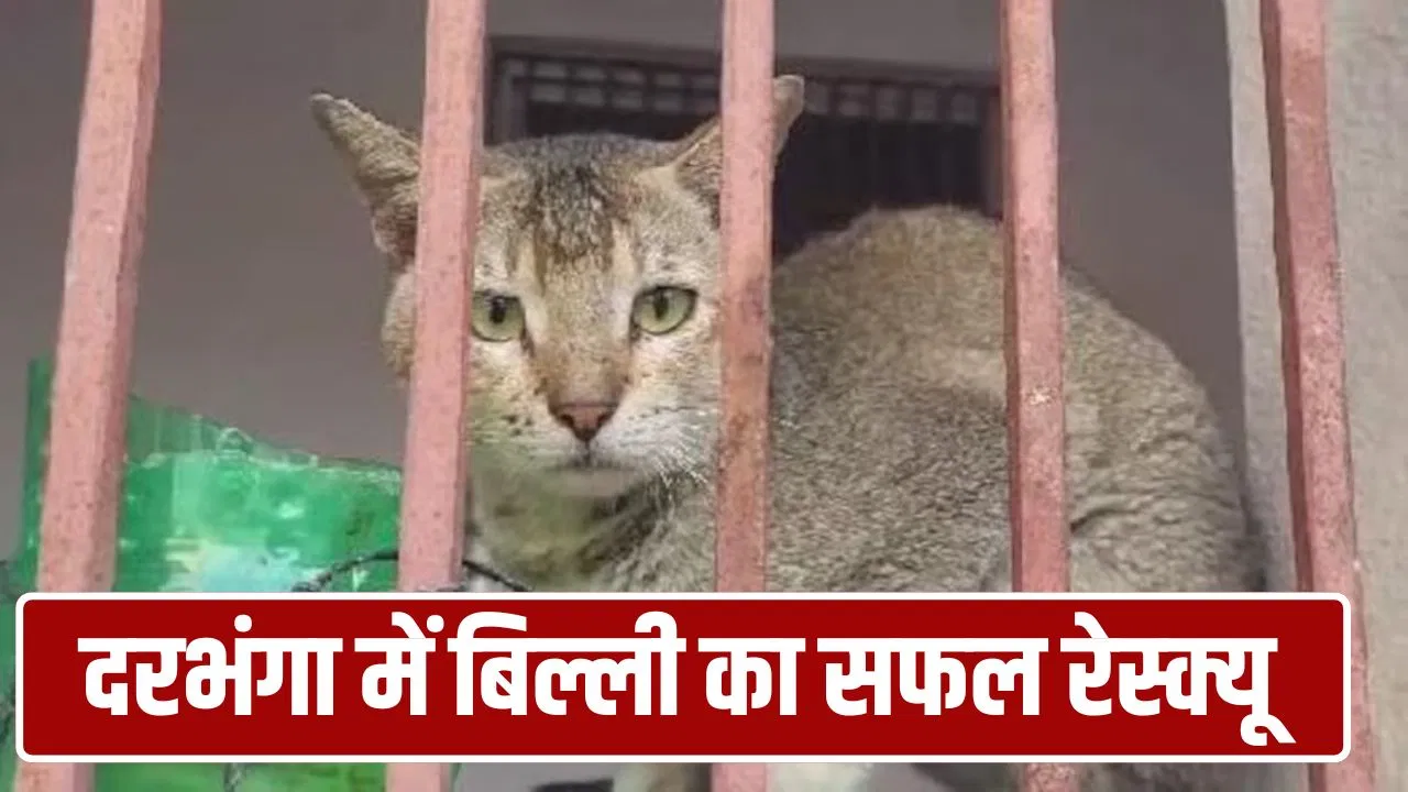 दरभंगा में 3 महीने तक बंद मकान में कैद रही बिल्ली, गांववालों ने दिया खाना-पानी… फिर ऐसे हुआ रेस्क्यू दरभंगा में 3 महीने तक बंद मकान में कैद रही बिल्ली, गांववालों ने दिया खाना-पानी... फिर ऐसे हुआ रेस्क्यू