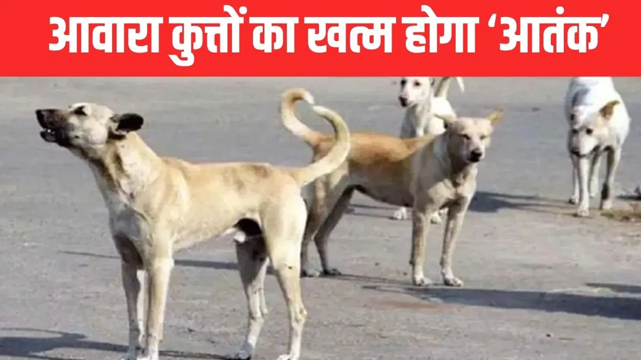 पटना में अब हर दिन पकड़े जाएंगे 40 कुत्ते, नगर निगम ने जारी किया फरमान; आखिर क्या है वजह पटना में अब हर दिन पकड़े जाएंगे 40 कुत्ते, नगर निगम ने जारी किया फरमान; आखिर क्या है वजह