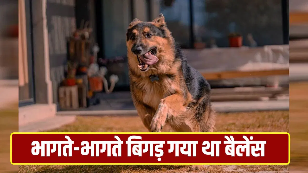 पुणे में कुत्ता बना काल! इलेक्ट्रीशियन को दौड़ाया, तीसरी मंजिल से गिरकर हुई मौत पुणे में कुत्ता बना काल! इलेक्ट्रीशियन को दौड़ाया, तीसरी मंजिल से गिरकर हुई मौत