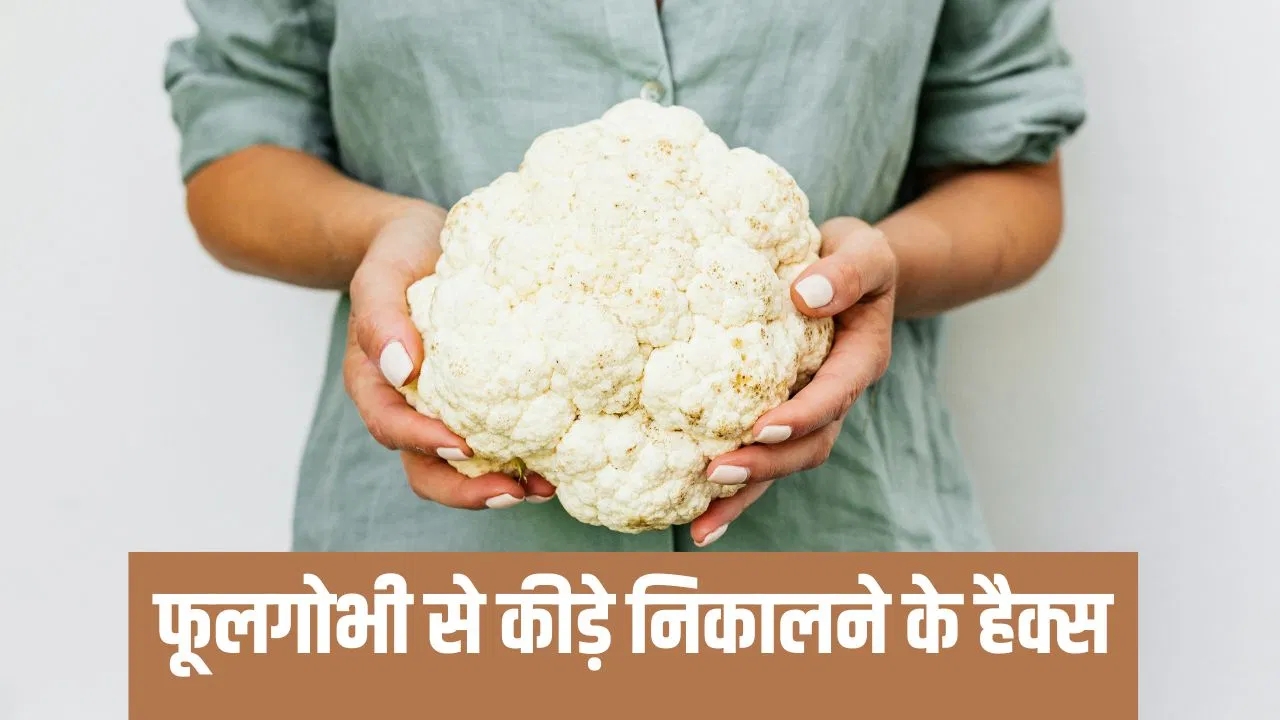 फूल गोभी से अपने आप निकल जाएंगे कीड़े, बस कर लें ये काम फूल गोभी से अपने आप निकल जाएंगे कीड़े, बस कर लें ये काम