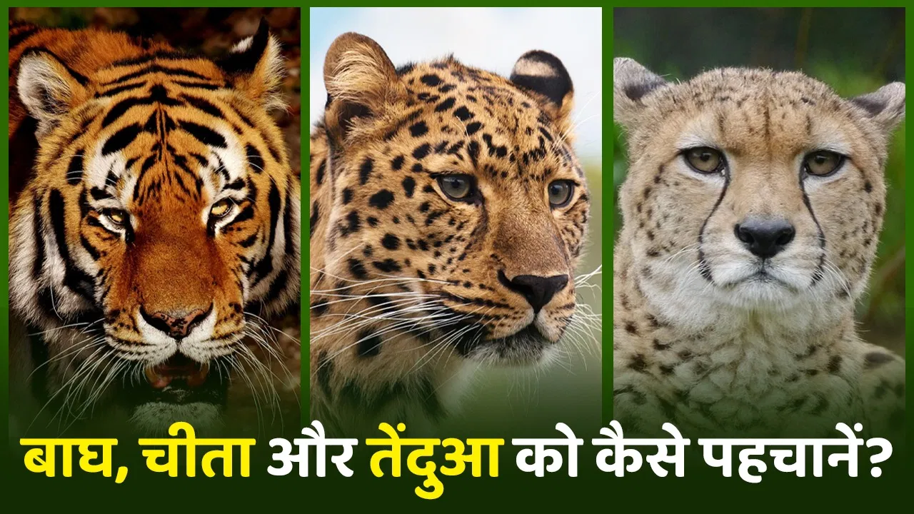 बाघ, तेंदुआ और चीता में क्या है अंतर? 32 साल बाद गुजरात में टाइगर की वापसी से चर्चा शुरू बाघ, तेंदुआ और चीता में क्या है अंतर? 32 साल बाद गुजरात में टाइगर की वापसी से चर्चा शुरू
