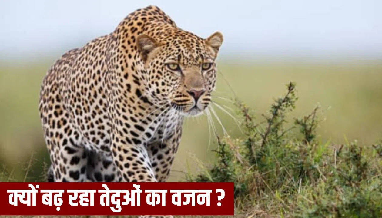 बिजनौर में तेंदुए और बाघ क्यों हो रहे मोटे और गबरू? वाइल्ड लाइफ एक्सपर्ट ने बताई वजह बिजनौर में तेंदुए और बाघ क्यों हो रहे मोटे और गबरू? वाइल्ड लाइफ एक्सपर्ट ने बताई वजह