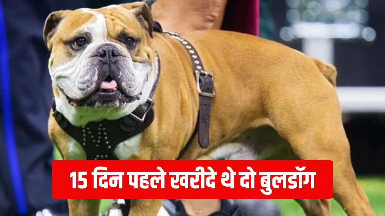 मुजफ्फरपुर: बुलडॉग ने 4 साल की बच्ची पर किया जानलेवा हमला, बालों सहित नोंच ली सिर की चमड़ी, मासूम की मौत मुजफ्फरपुर: बुलडॉग ने 4 साल की बच्ची पर किया जानलेवा हमला, बालों सहित नोंच ली सिर की चमड़ी, मासूम की मौत