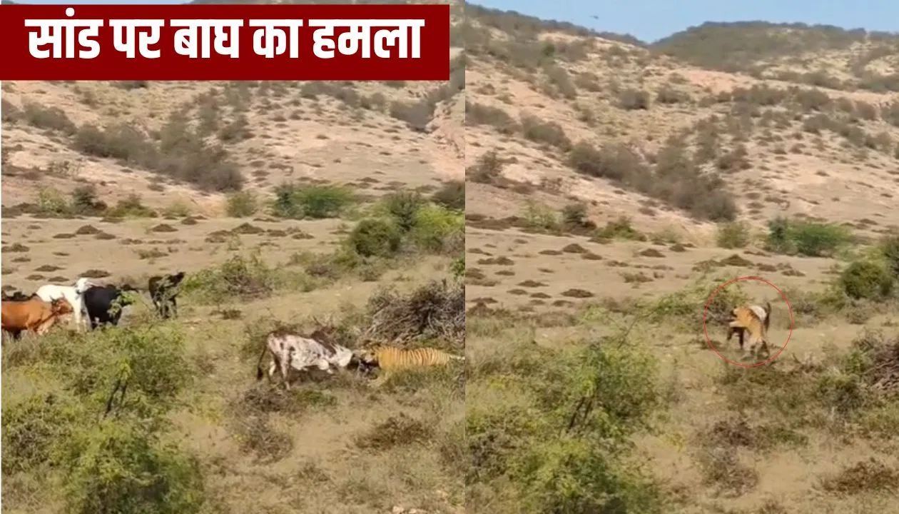 रणथंभौर में बाघ ने किया सांड का शिकार, सामने आया लाइव Video; झाड़ियों में घात लगाकर बैठा था रणथंभौर में बाघ ने किया सांड का शिकार, सामने आया लाइव Video; झाड़ियों में घात लगाकर बैठा था