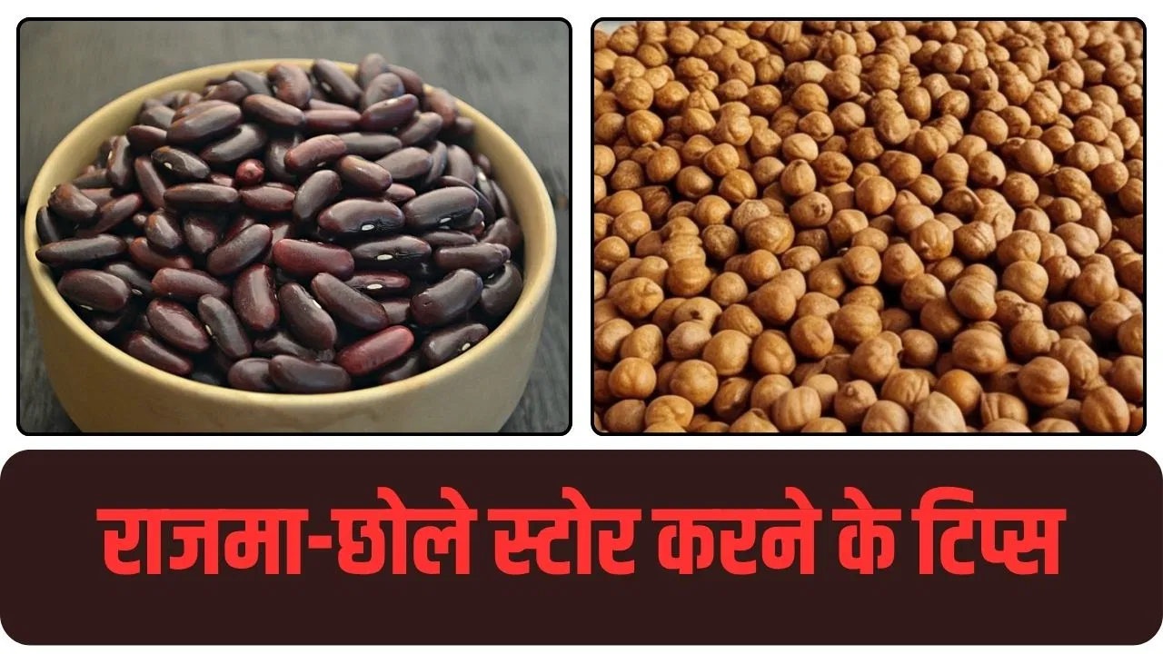 राजमा और छोले को इस तरह करें स्टोर, लंबे समय तक नहीं लगेंगे घुन राजमा और छोले को इस तरह करें स्टोर, लंबे समय तक नहीं लगेंगे घुन
