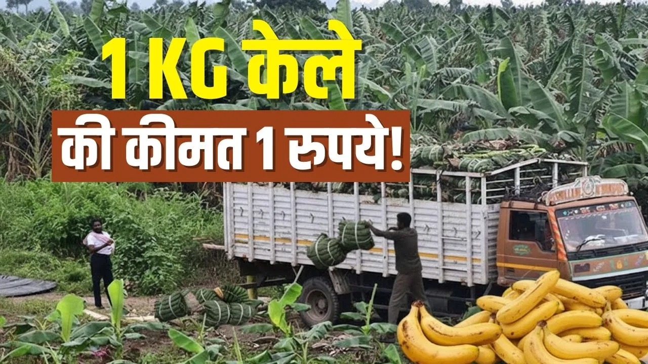 शहरों में 60-70 रुपये दर्जन बिक रहा केला, लेकिन किसानों को मिल रहा 1 रुपये! शहरों में 60-70 रुपये दर्जन बिक रहा केला, लेकिन किसानों को मिल रहा 1 रुपये!