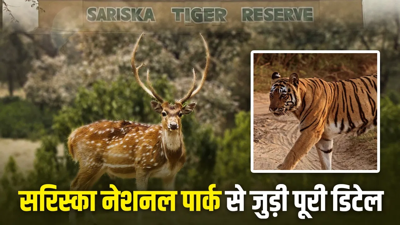 सरिस्का नेशनल पार्क में सफारी करने का है प्लान? पहले जान लें इससे जुड़ी हर डिटेल सरिस्का नेशनल पार्क में सफारी करने का है प्लान? पहले जान लें इससे जुड़ी हर डिटेल