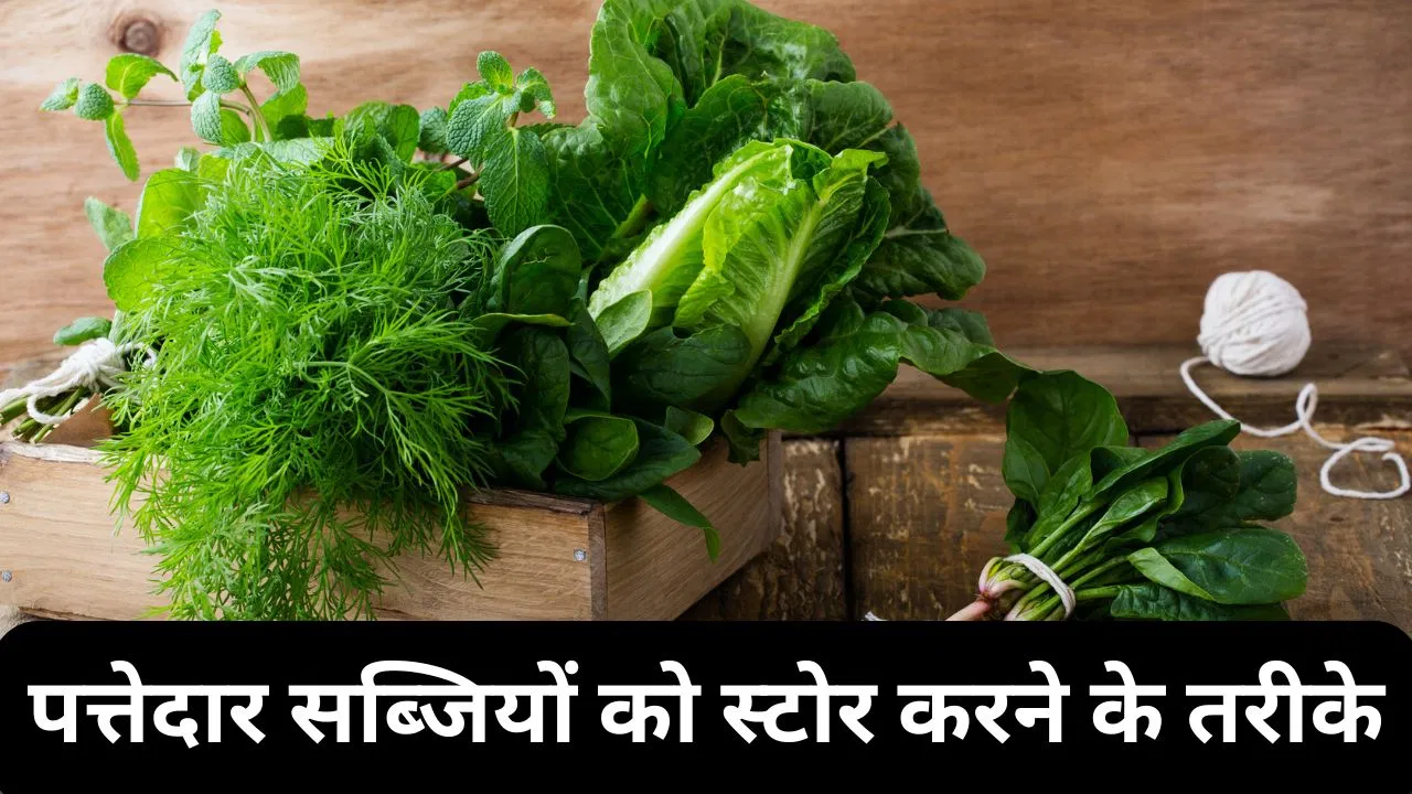 सर्दियों में 2 दिन बाद भी फ्रेश रहेगीं पत्तेदार सब्जियां, बस इस तरह करें स्टोर सर्दियों में 2 दिन बाद भी फ्रेश रहेगीं पत्तेदार सब्जियां, बस इस तरह करें स्टोर
