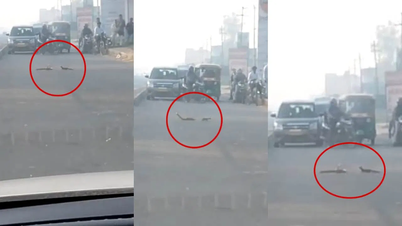 सहारनपुर-मुजफ्फरनगर हाईवे के किनारे सांप और नेवले में ‘संग्राम’, कौन हारा-जीता? Video वायरल सहारनपुर-मुजफ्फरनगर हाईवे के किनारे सांप और नेवले में 'संग्राम', कौन हारा-जीता? Video वायरल