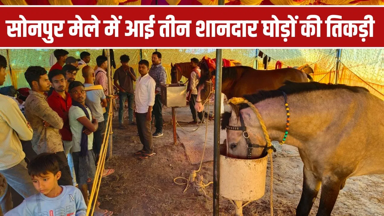 सोनपुर मेले की शान बने AK-56, थार और बाबर घोड़े… खासियत ऐसी कि लोग भी हुए मुरीद, जीत चुके हैं कई कंपटीशन सोनपुर मेले की शान बने AK-56, थार और बाबर घोड़े... खासियत ऐसी कि लोग भी हुए मुरीद, जीत चुके हैं कई कंपटीशन