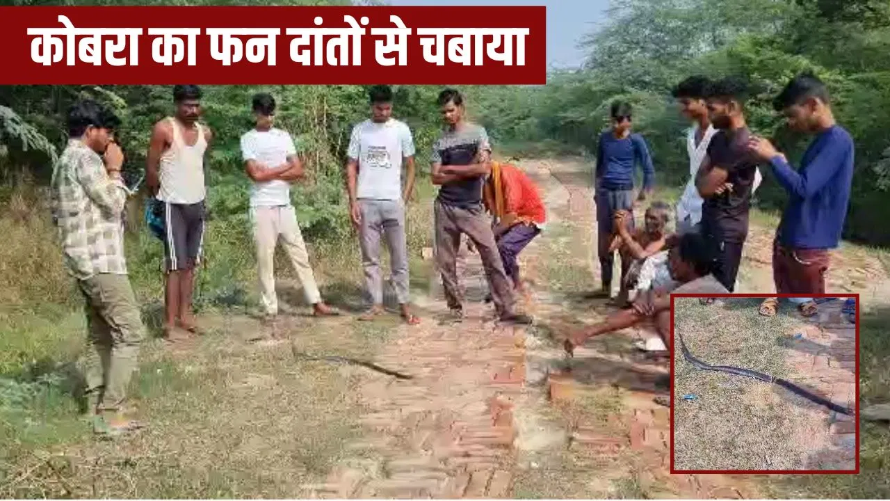 हरदोई का ये मामला हैरान कर देगा… कोबरा ने युवक को डसा, गुस्से में सांप का चबा डाला फन; डॉक्टर भी चौंक गए! हरदोई का ये मामला हैरान कर देगा... कोबरा ने युवक को डसा, गुस्से में सांप का चबा डाला फन; डॉक्टर भी चौंक गए!