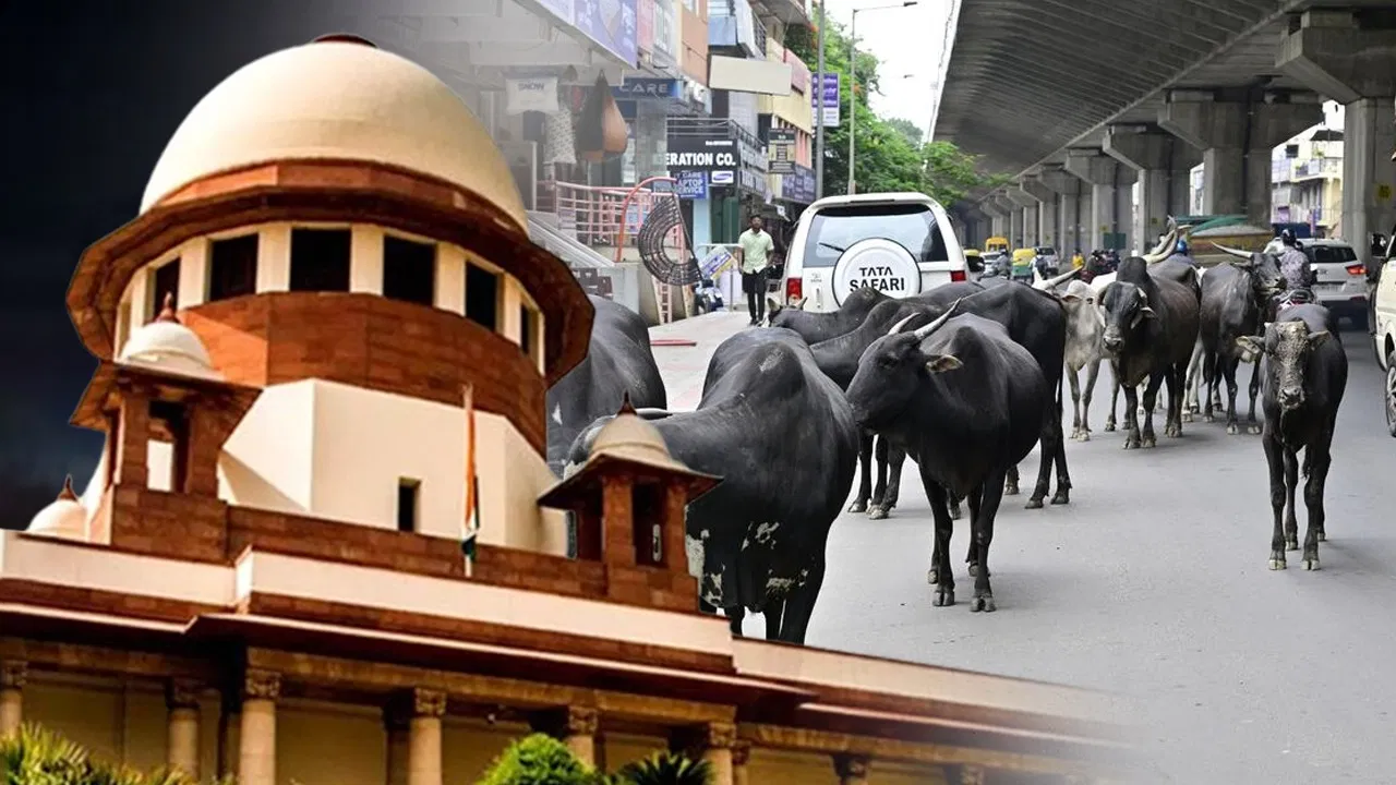 हाइवे और एक्सप्रेस-वे पर आवारा पशुओं की No Entry, कुत्तों पर भी सुप्रीम कोर्ट ने दिया आदेश हाइवे और एक्सप्रेस-वे पर आवारा पशुओं की No Entry, कुत्तों पर भी सुप्रीम कोर्ट ने दिया आदेश
