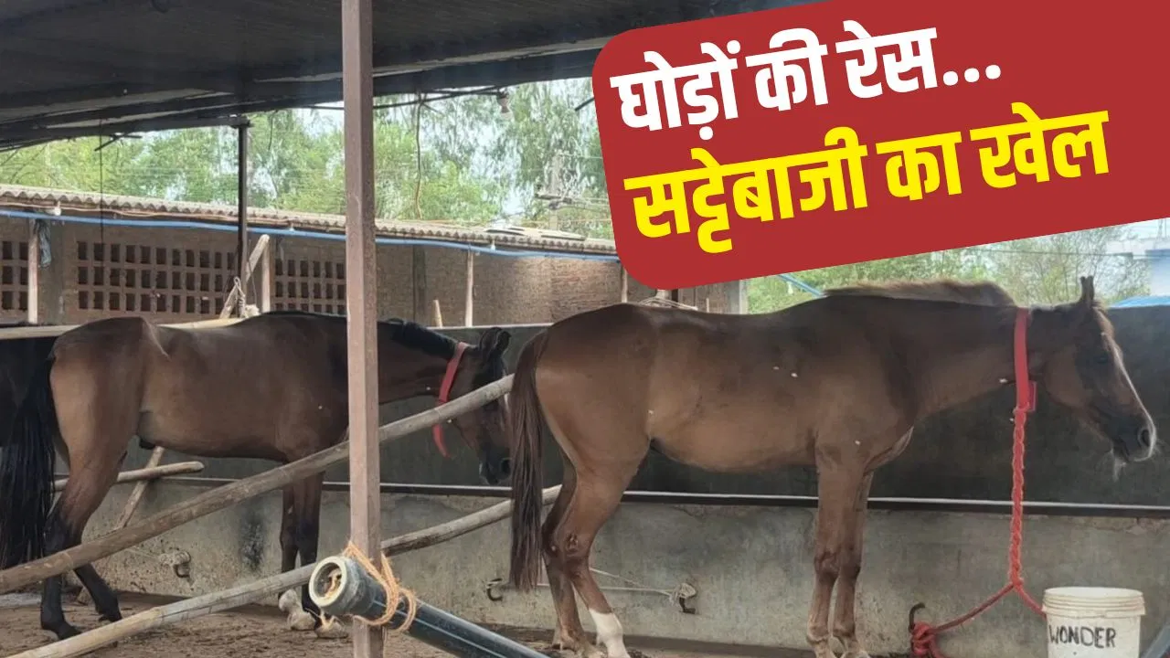 हैदराबाद में हॉर्स रेस, फिलीपींस में टेलीकास्ट और सट्टेबाजी का खेल; 57 घोड़े जबलपुर में किस साजिश से छिपाए? हैदराबाद में हॉर्स रेस, फिलीपींस में टेलीकास्ट और सट्टेबाजी का खेल; 57 घोड़े जबलपुर में किस साजिश से छिपाए?