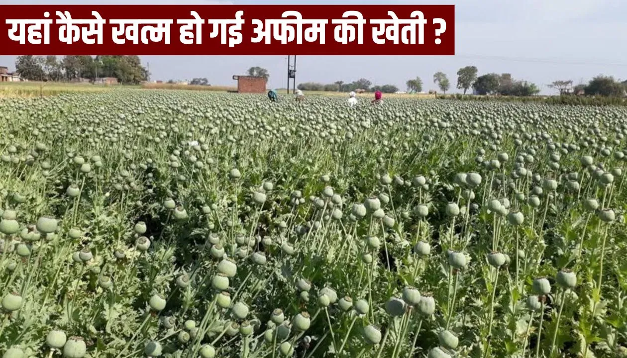 10 रुपये मुआवजे की मांग, नहीं हुई सुनवाई… धीरे-धीरे यूं खत्म हुई गाजीपुर में अफीम की खेती 10 रुपये मुआवजे की मांग, नहीं हुई सुनवाई... धीरे-धीरे यूं खत्म हुई गाजीपुर में अफीम की खेती
