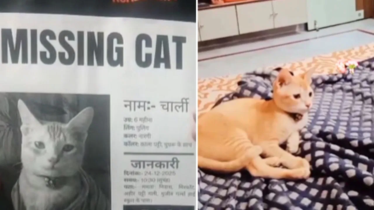 6 दिन से गायब है बिल्ला चार्ली? मोतिहारी में चप्पे-चप्पे पर पुलिस कर रही तलाश, मालिक ने इनाम का किया ऐलान 6 दिन से गायब है बिल्ला चार्ली? मोतिहारी में चप्पे-चप्पे पर पुलिस कर रही तलाश, मालिक ने इनाम का किया ऐलान