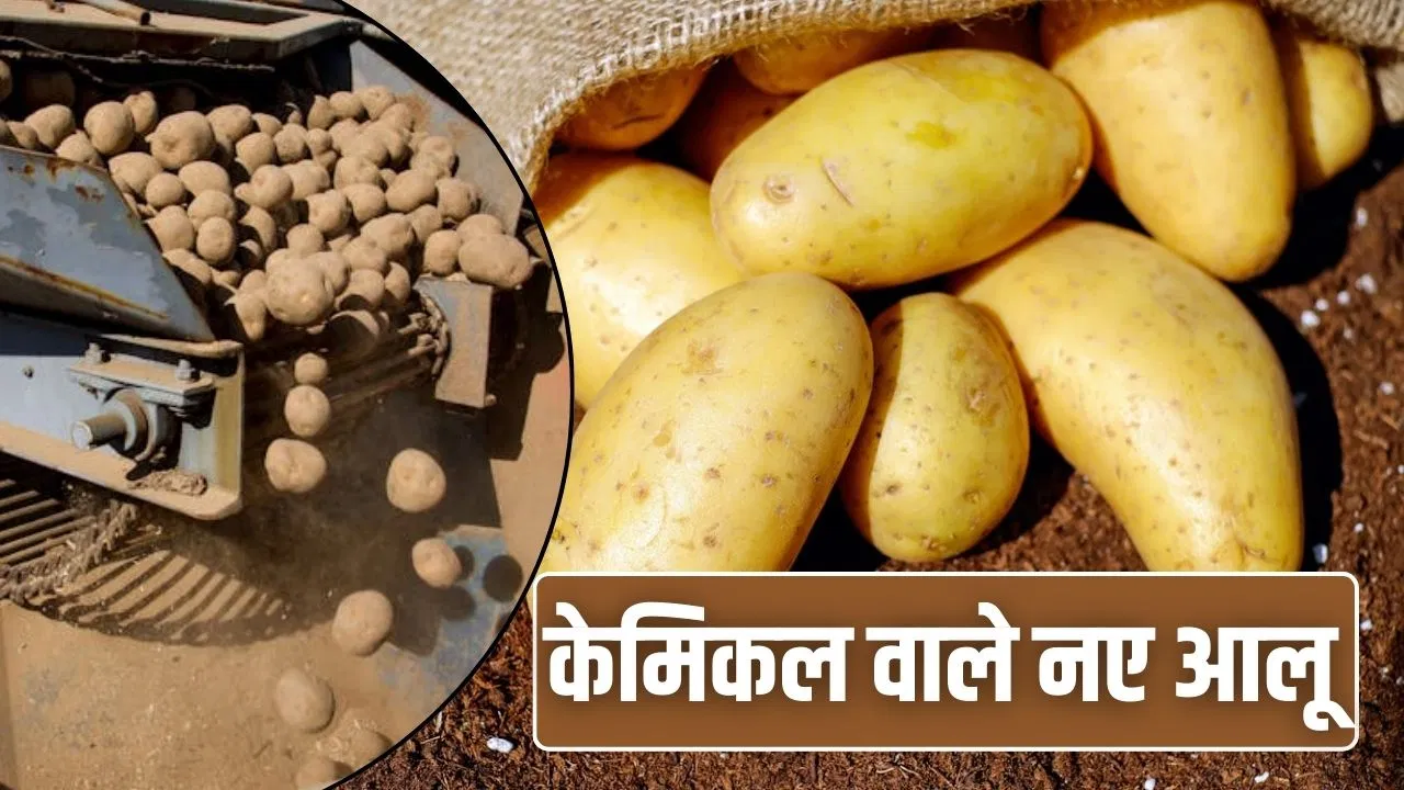 Adulteration in Potatoes: बाजार में केमिकल वाले आलू! सेहत के न पड़ जाएं लेने के देने…इस तरह से करें पहचान Adulteration in Potatoes: बाजार में केमिकल वाले आलू! सेहत के न पड़ जाएं लेने के देने...इस तरह से करें पहचान