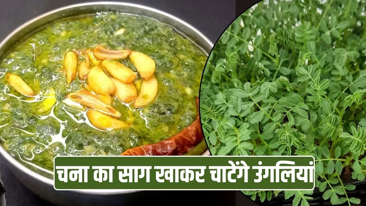 Chana Saag Recipe: सौंधा-सौंधा, मलाईदार आएगा स्वाद…बनाएं पूर्वांचल स्टाइल चना का घोटमा साग, ये रेसिपी करें फॉलो Chana Saag Recipe: सौंधा-सौंधा, मलाईदार आएगा स्वाद...बनाएं पूर्वांचल स्टाइल चना का घोटमा साग, ये रेसिपी करें फॉलो
