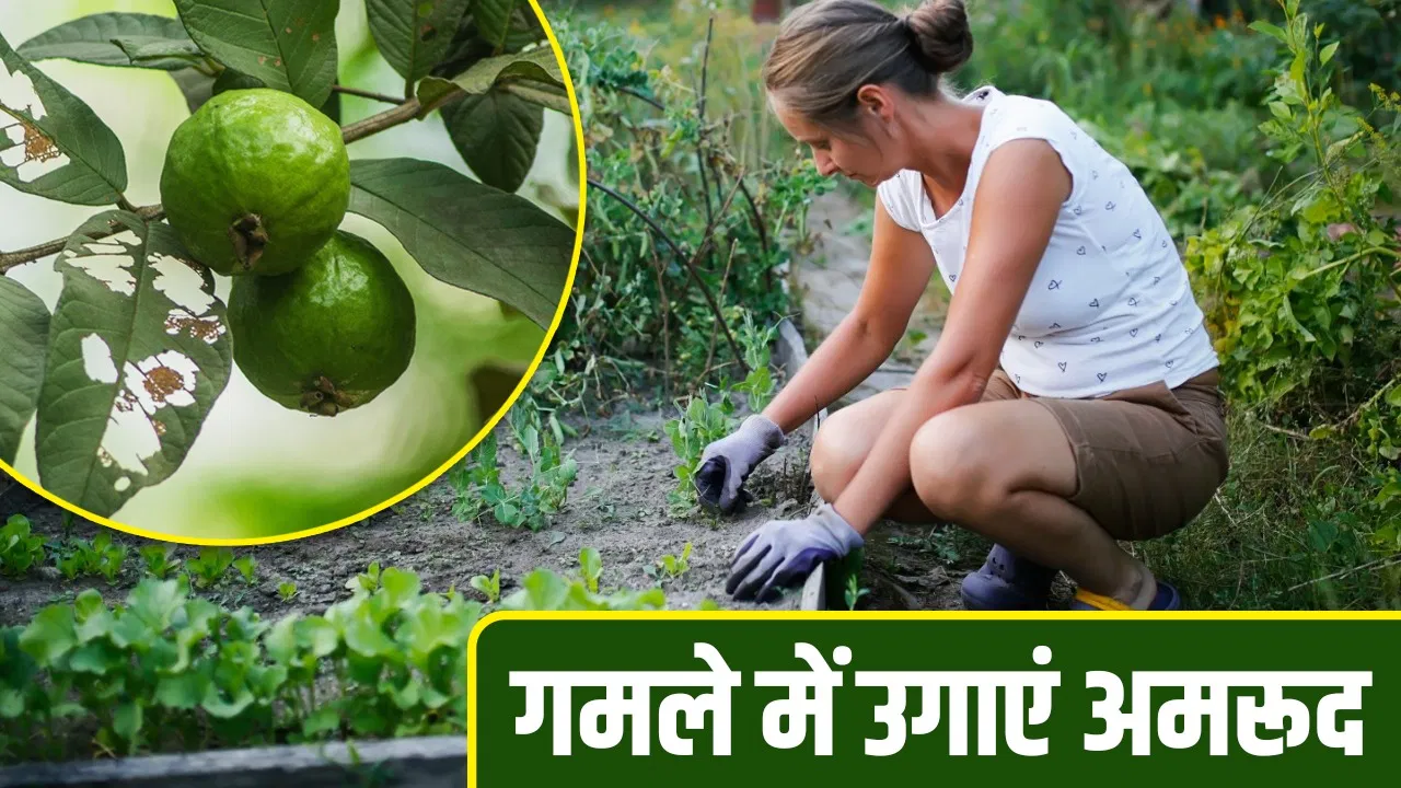 How to grow guava at home: अमरूद से भर जाएगा गमला, मीठे भी होंगे फल, मिट्टी, पानी और धूप दिखाने.. इन बातों का रखें ध्यान How to grow guava at home: अमरूद से भर जाएगा गमला, मीठे भी होंगे फल, मिट्टी, पानी और धूप दिखाने.. इन बातों का रखें ध्यान