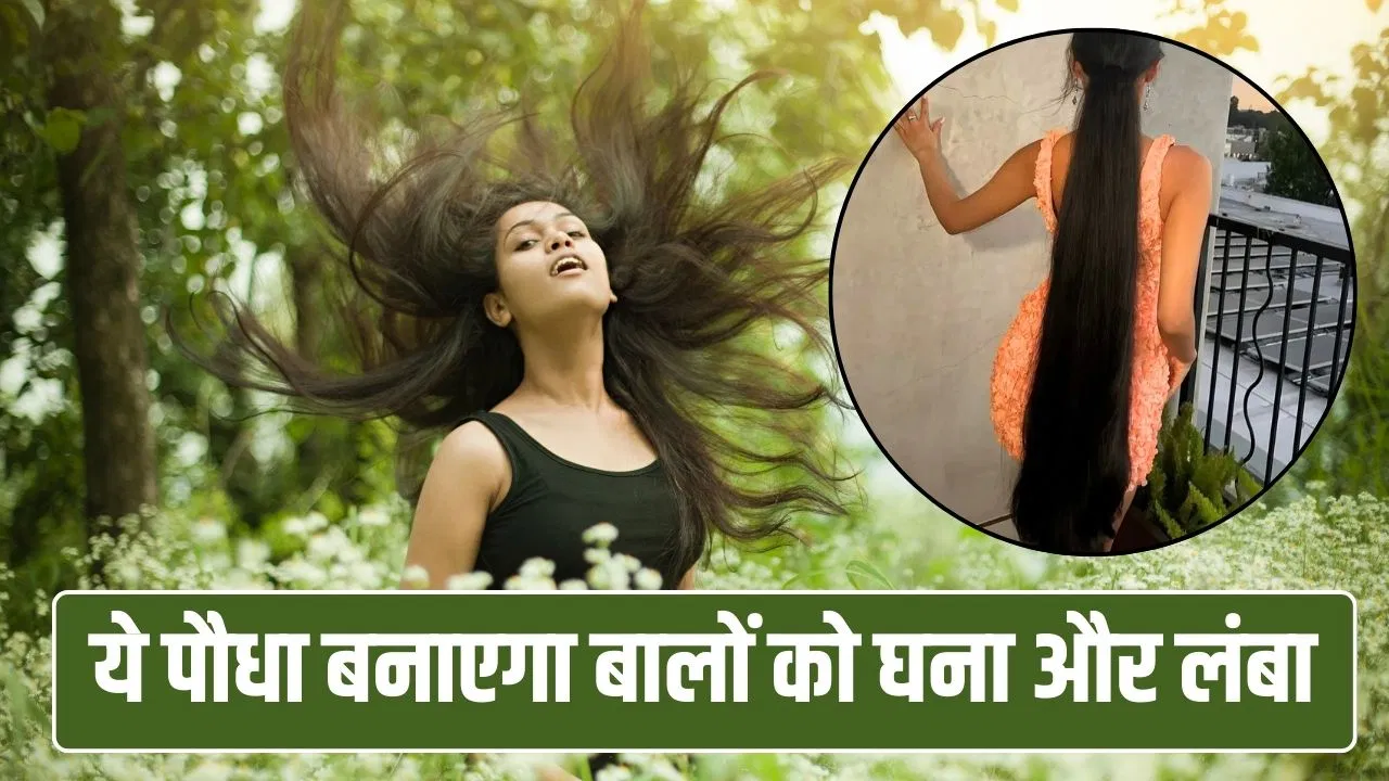 Natural Hair Care Tips: कमर के नीचे लटकेगी चोटी! घर के आसपास उगी ये झाड़ी बाल बनाएगी काले-घने और लंबे, ऐसे करें यूज, Natural Hair Care Tips: कमर के नीचे लटकेगी चोटी! घर के आसपास उगी ये झाड़ी बाल बनाएगी काले-घने और लंबे, ऐसे करें यूज,