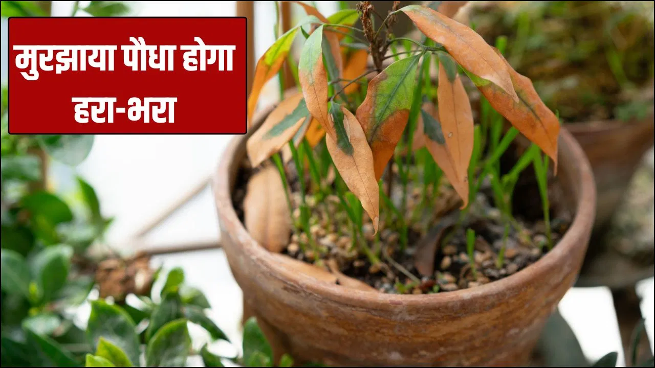 Plant Care in Winter: नहीं हो रही ग्रोथ, जड़ भी गई है सूख…मुरझाए पौधे में जान डाल देगी ये एक चीज Plant Care in Winter: नहीं हो रही ग्रोथ, जड़ भी गई है सूख...मुरझाए पौधे में जान डाल देगी ये एक चीज