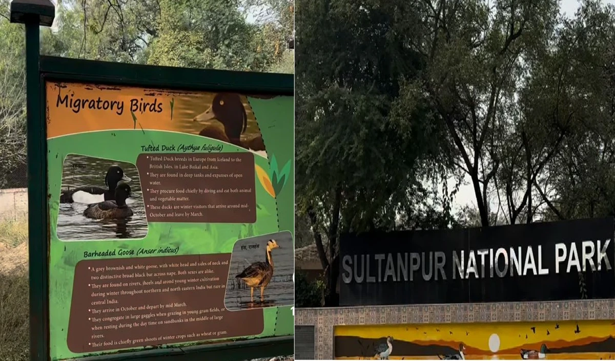 Weekend को बनाएं शानदार! गुरुग्राम के सुल्तानपुर नेशनल पार्क में घूमकर आएं, जानें रुट-टिकट प्राइस और समय Weekend को बनाएं शानदार! गुरुग्राम के सुल्तानपुर नेशनल पार्क में घूमकर आएं, जानें रुट-टिकट प्राइस और समय