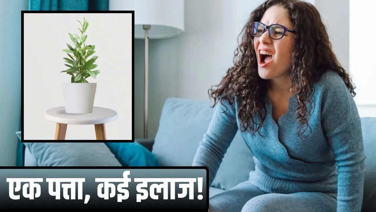 एक ही हरे पत्ते में जायफल, दालचीनी और काली मिर्च का स्वाद….एसिडिटी से लेकर जोड़ों का दर्द भी करता है ठीक एक ही हरे पत्ते में जायफल, दालचीनी और काली मिर्च का स्वाद....एसिडिटी से लेकर जोड़ों का दर्द भी करता है ठीक