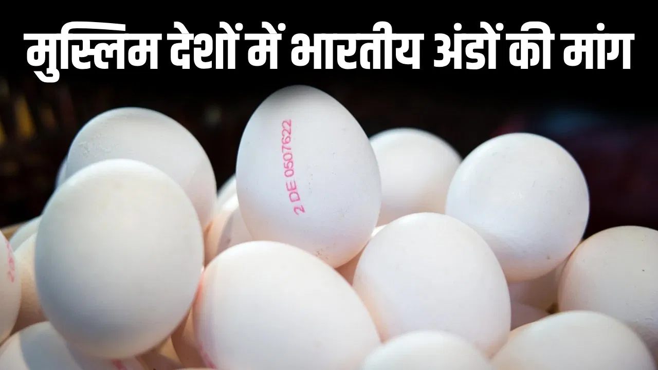 ओमान भारतीय अंडों का सबसे बड़ा खरीदार क्यों? जहां PM मोदी का दौरा ओमान भारतीय अंडों का सबसे बड़ा खरीदार क्यों? जहां PM मोदी का दौरा