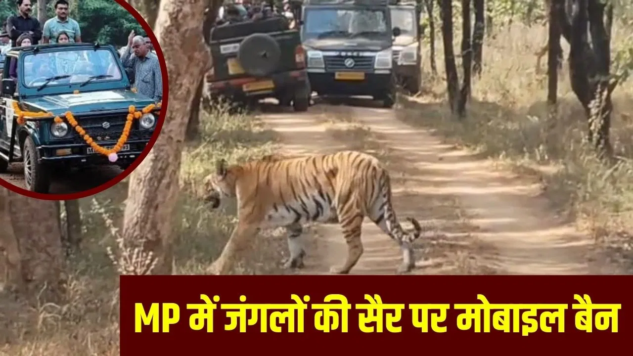 कान्हा, पेंच, सतपुड़ा… MP के इन टाइगर रिजर्व में अब नहीं ले पाएंगे सेल्फी, मोबाइल ले जाने पर लगा बैन; जानें वजह कान्हा, पेंच, सतपुड़ा... MP के इन टाइगर रिजर्व में अब नहीं ले पाएंगे सेल्फी, मोबाइल ले जाने पर लगा बैन; जानें वजह