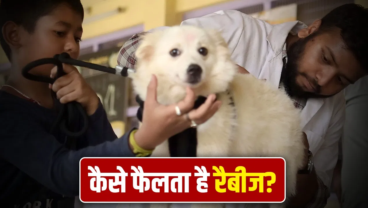 क्या कुत्ते के झूठे दूध से भी फैल सकता है रैबीज, जानें क्या कहते हैं एक्सपर्ट्स क्या कुत्ते के झूठे दूध से भी फैल सकता है रैबीज, जानें क्या कहते हैं एक्सपर्ट्स