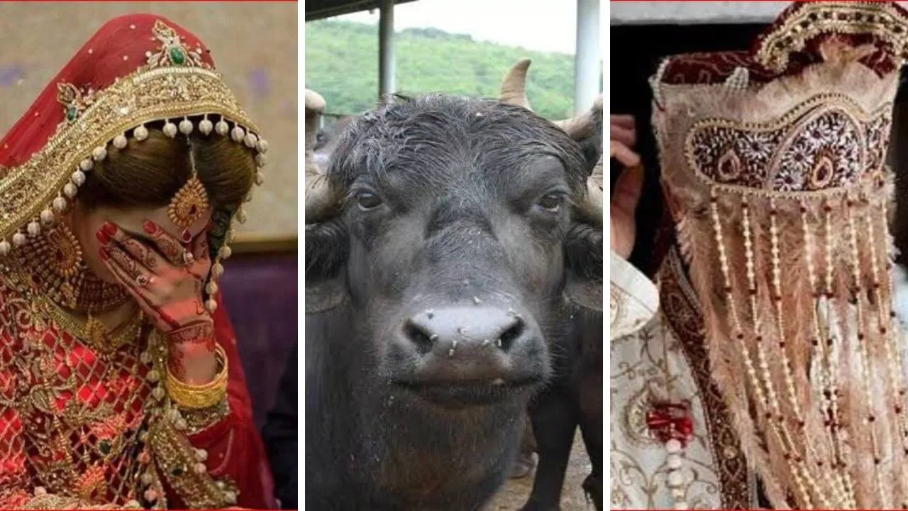 ‘दहेज में भैंस मांगता है…’, पत्नी ने पति पर लगाए गंभीर आरोप, भाभी संग सीक्रेट अफेयर का भी खोला राज 'दहेज में भैंस मांगता है...', पत्नी ने पति पर लगाए गंभीर आरोप, भाभी संग सीक्रेट अफेयर का भी खोला राज