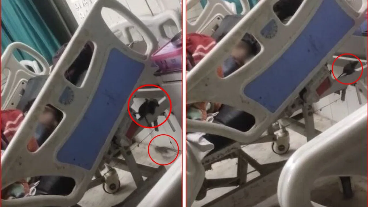 पहले इंदौर अब जबलपुर अस्पताल के ICU वार्ड में घूमते मिले चूहे… मरीज के परिजनों ने बनाया Video पहले इंदौर अब जबलपुर अस्पताल के ICU वार्ड में घूमते मिले चूहे... मरीज के परिजनों ने बनाया Video