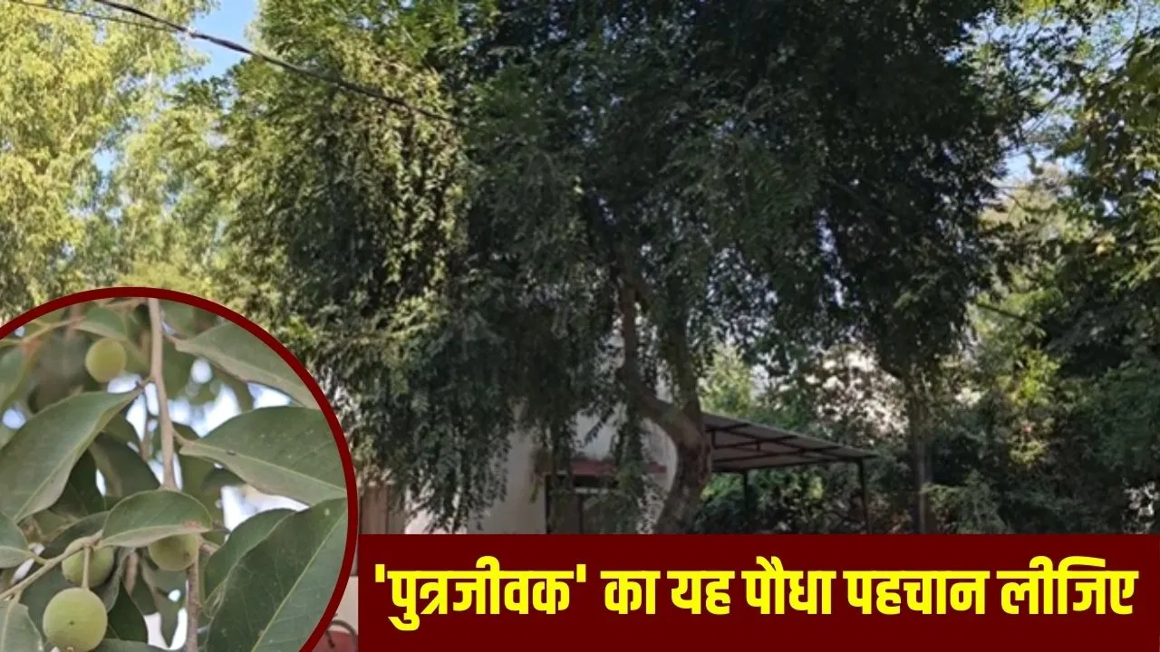 ‘पुत्रजीवक’ पौधा, निसंतानों के लिए रामबाण; आयुर्वेद में इसके बारे में क्या-क्या कहा गया है? 'पुत्रजीवक' पौधा, निसंतानों के लिए रामबाण; आयुर्वेद में इसके बारे में क्या-क्या कहा गया है?