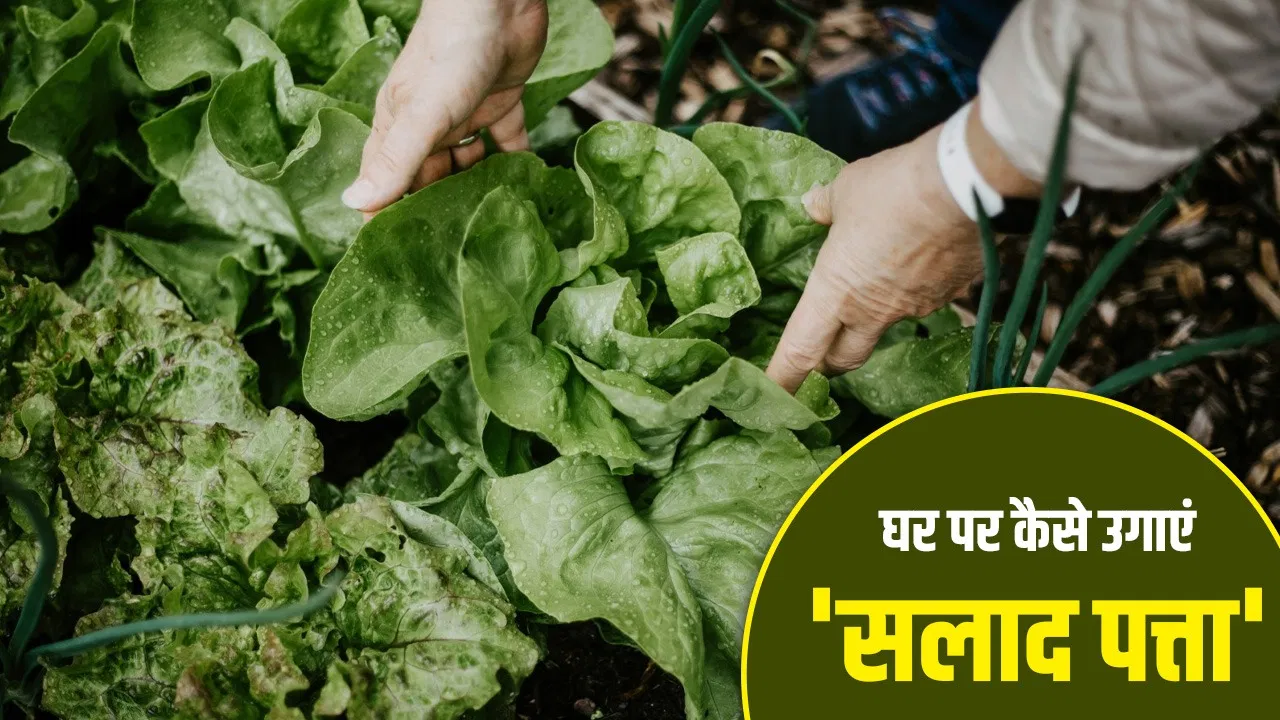 पेट सही हो जाएगा, हड्डी भी होगी मजबूत, ऐसे घर पर उगाएं ये खास पत्ता पेट सही हो जाएगा, हड्डी भी होगी मजबूत, ऐसे घर पर उगाएं ये खास पत्ता